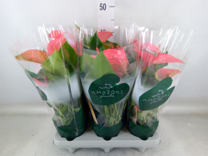 <h4>Anthurium andr. 'Melito'</h4>