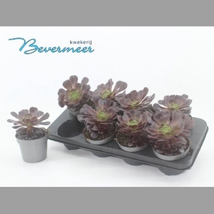AEONIUM AB VELOURS