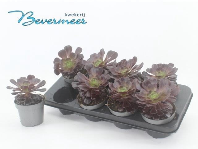 <h4>AEONIUM AB VELOURS</h4>