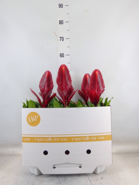 <h4>Vriesea  'Porto'</h4>