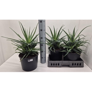 ALOE ARBORESCENS