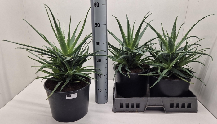 <h4>ALOE ARBORESCENS</h4>