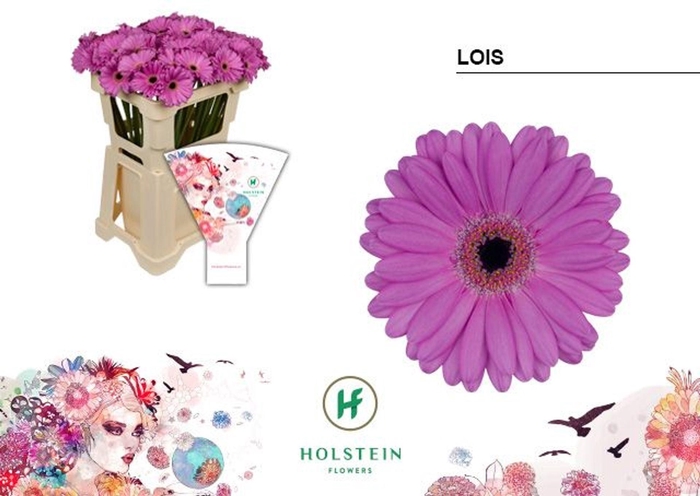 <h4>GERBERA MI 'LOIS'</h4>