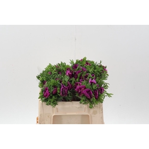 Anem Levante Fuchsia