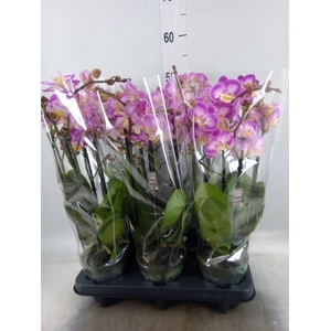 Phalaenopsis multi.   ...rose