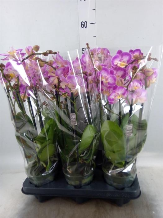 <h4>Phalaenopsis multi.   ...rose</h4>