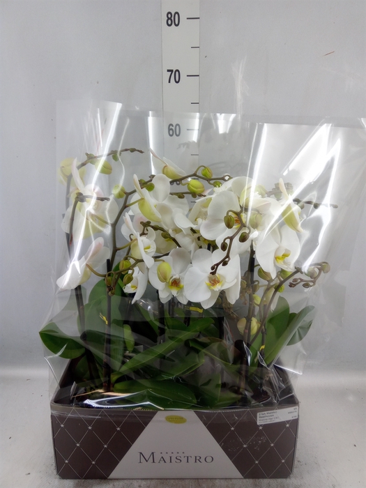 <h4>Phalaenopsis   ...white</h4>