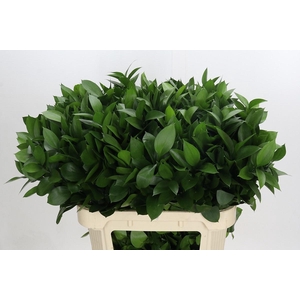 RUSCUS HYPOPHYLLUM