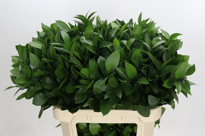 <h4>RUSCUS HYPOPHYLLUM</h4>
