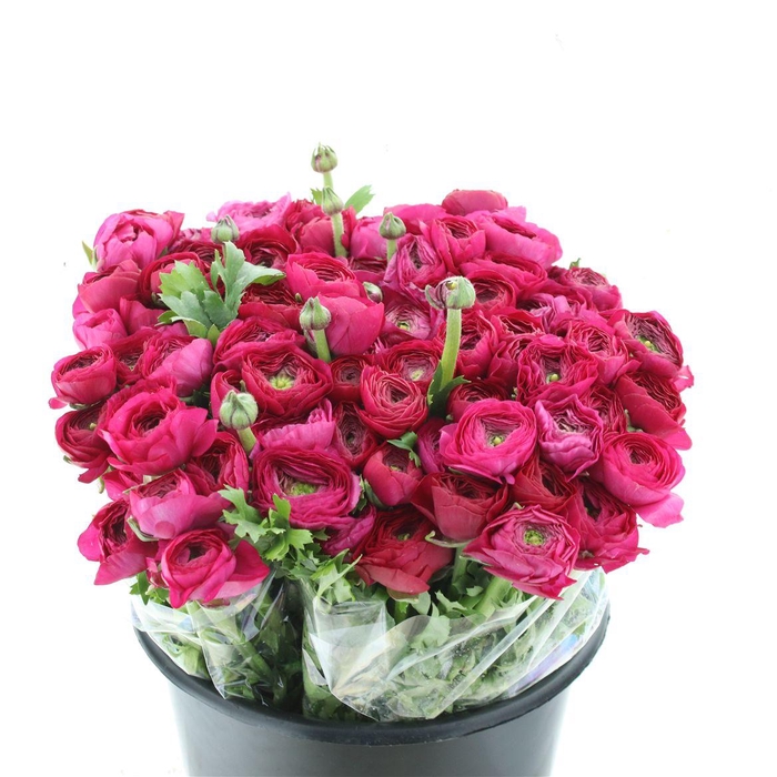 <h4>Ran El Hot Pink Extra</h4>