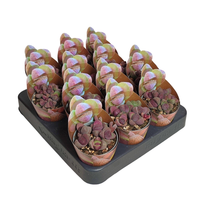 <h4>LITHOPS</h4>