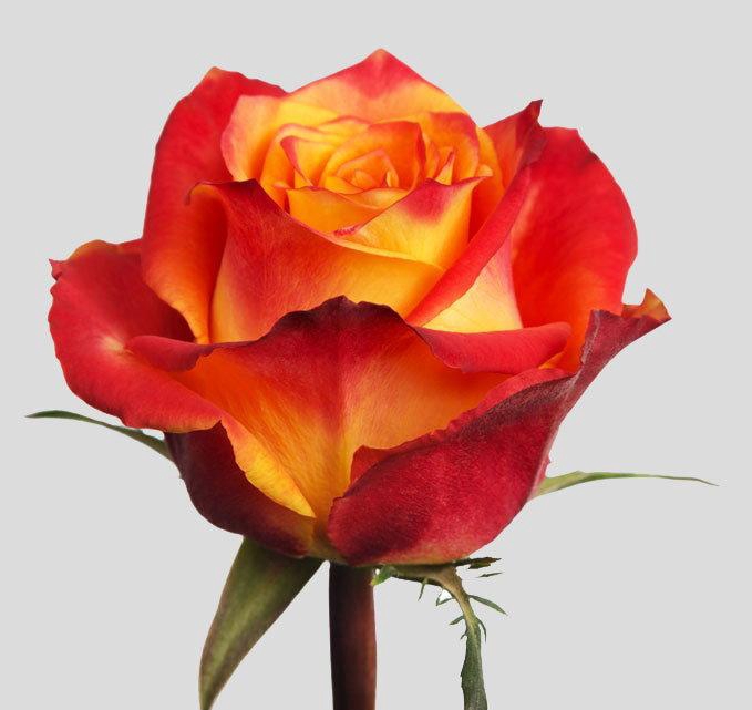 <h4>R GR SILANTOI@</h4>