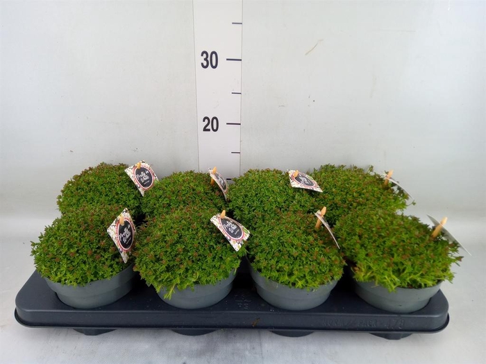 <h4>Saxifraga arend.</h4>