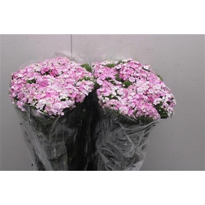 Di Barb Am Rose 70