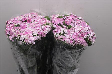<h4>Di Barb Am Rose 70</h4>