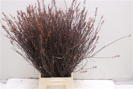 <h4>Myrica Gale</h4>