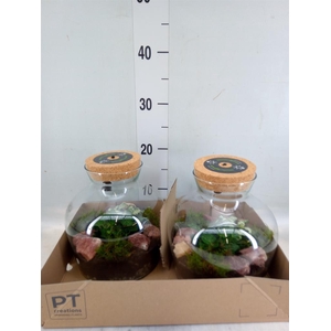 Arr.   Kamerplant Groen H%