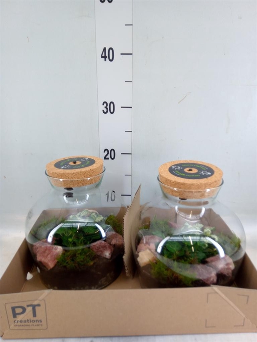 <h4>Arr. Kamerplant Groen H%</h4>