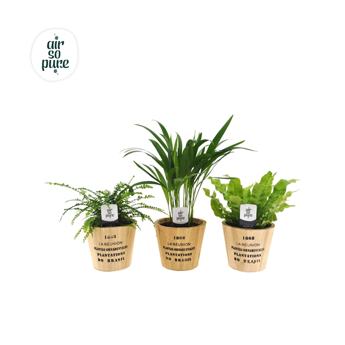 <h4>Air so pure mix in Nairobi pot</h4>