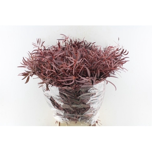 Euca Nicoly Red Abs 300 Gram