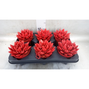 Echeveria  'Miranda'