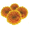 CRISANTEMO GARFIELD 080 CM