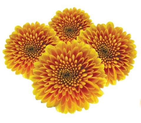 CRISANTEMO GARFIELD 080 CM