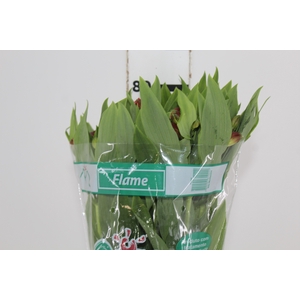 ALSTROEMERIA FLAME 080 CM