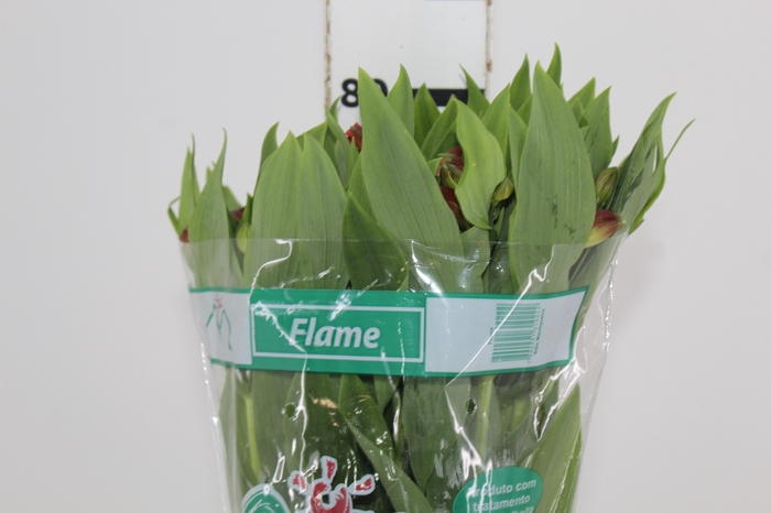 <h4>ALSTROEMERIA FLAME 080 CM</h4>