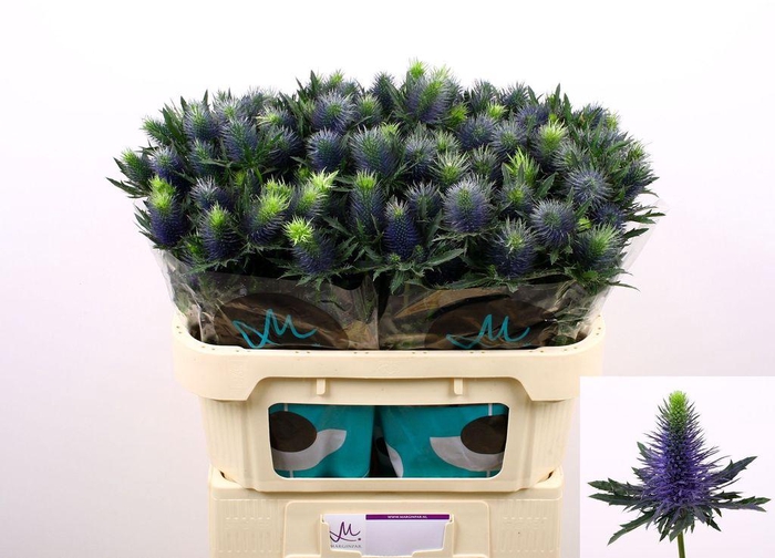 <h4>Eryngium supernova</h4>