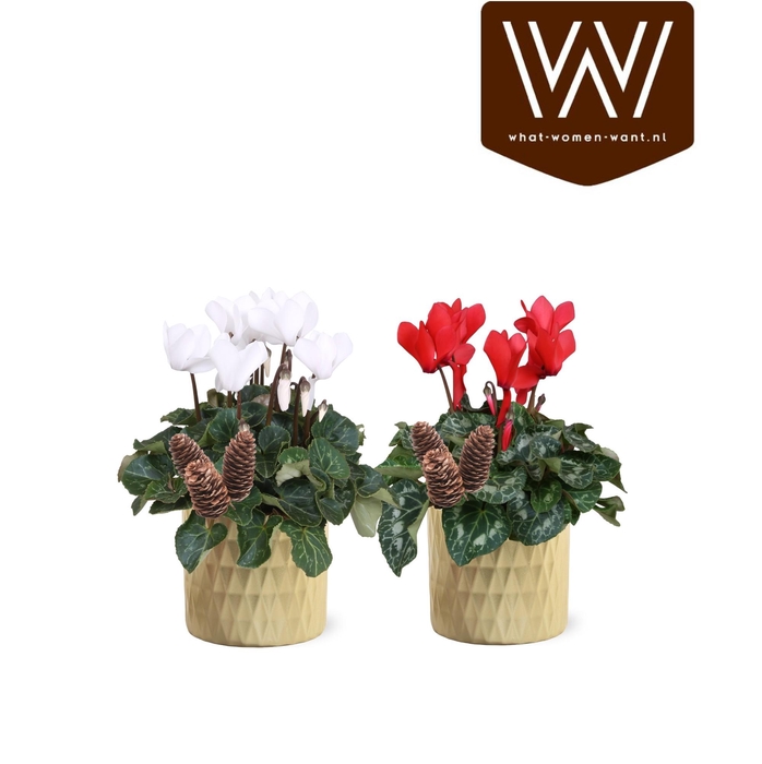 <h4>Collectie "Luxury World" Cyclamen rood en wit in keramiek Paige</h4>
