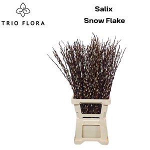 SALIX CA SNOW FLAKE