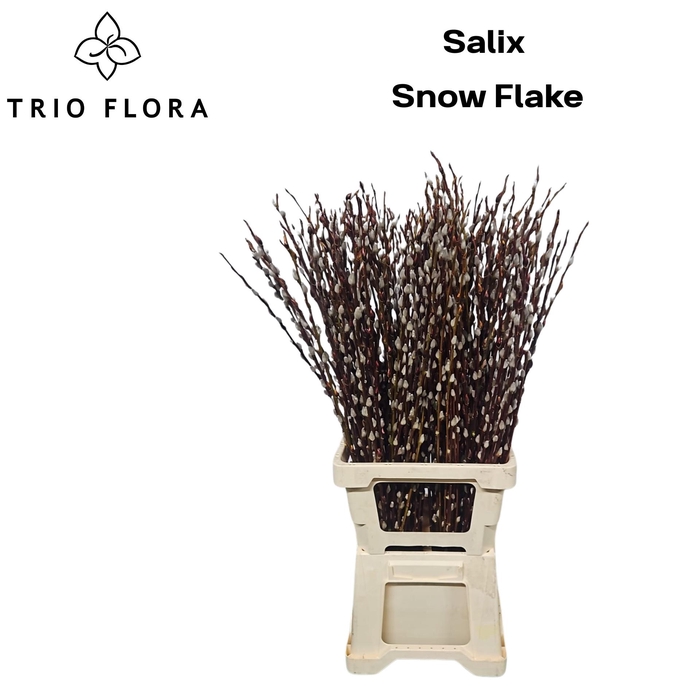 <h4>SALIX CA SNOW FLAKE</h4>