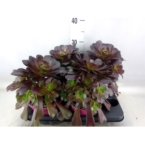 Aeonium arboreum 'Velours'