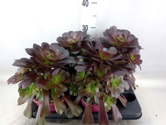 <h4>Aeonium arboreum 'Velours'</h4>