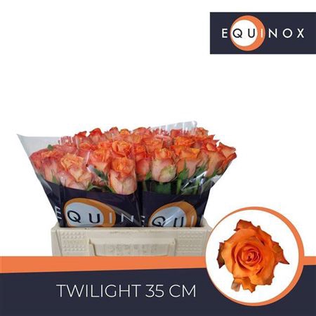 <h4>Rosa grootbloemig Twilight</h4>