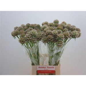 Scabiosa Stellata Seeds X50