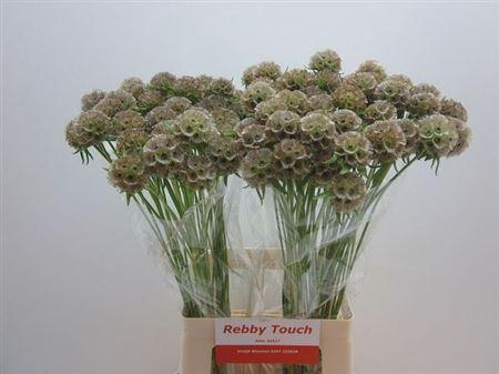 <h4>Scabiosa Stellata Seeds X50</h4>