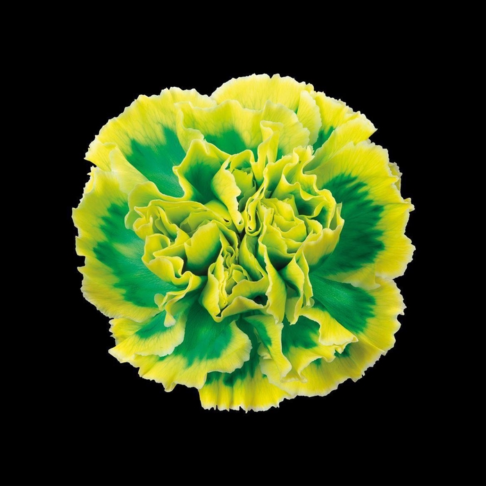 <h4>Dianthus St Brasil</h4>