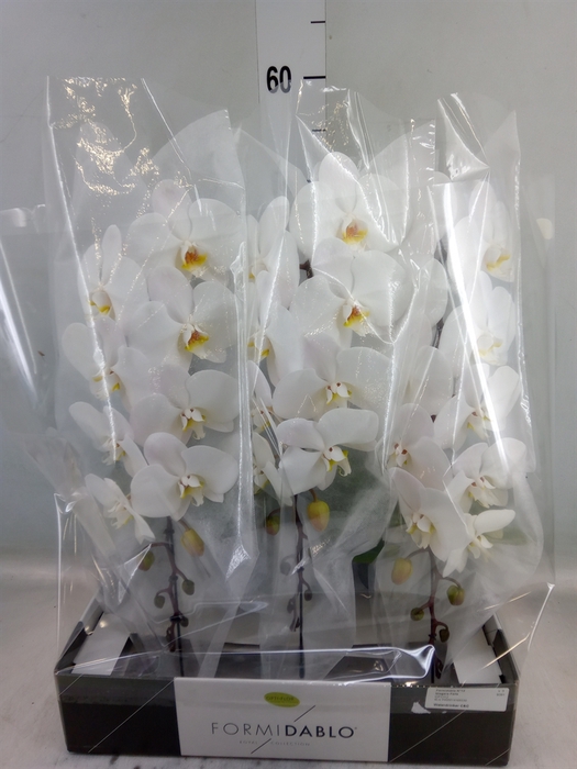 <h4>Phalaenopsis   ...white</h4>