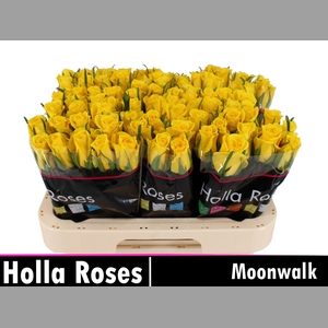 R GR MOONWALK