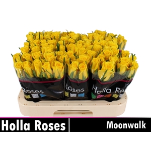 R GR MOONWALK