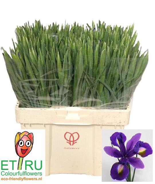 <h4>IRIS BLUE MAGIC</h4>