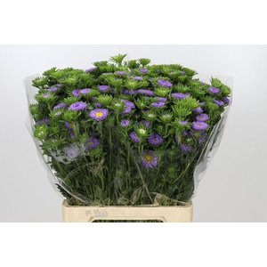 Callistephus Matsumoto Lavender