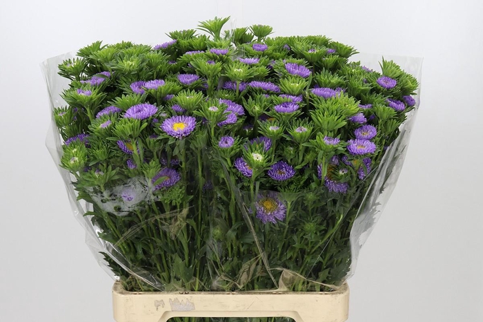 <h4>Callistephus Matsumoto Lavender</h4>