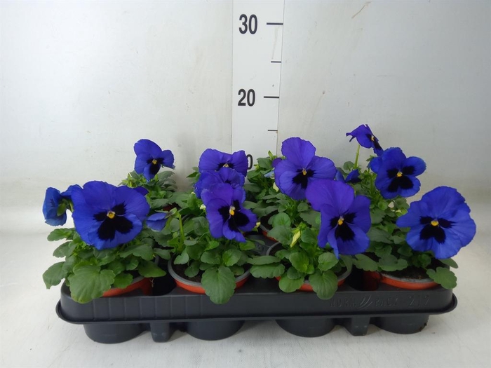 <h4>Viola wr. 'Delta Blue wBlotch'</h4>