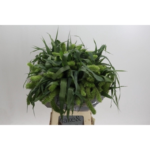 Setaria Italica Volle Melk