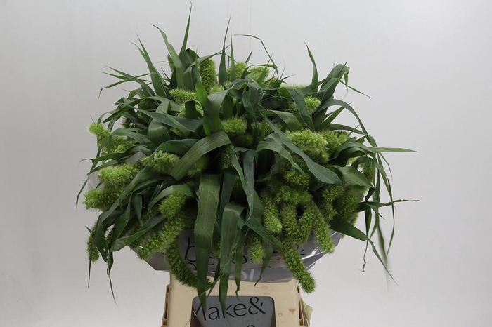 <h4>Setaria Italica Volle Melk</h4>