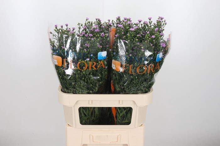 <h4>Aster Painted Lady</h4>