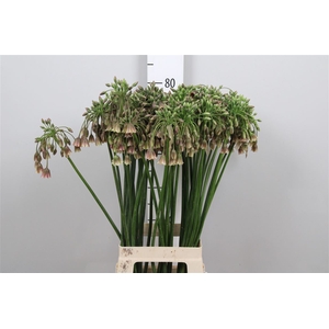 Nect Siculum Bulgar